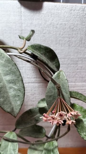 Хойя карноза Нова хост.