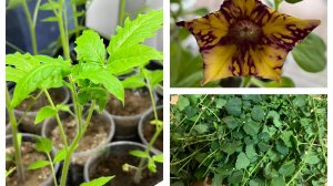 Рассада не радует! Сама на себя поражаюсь! Готовлю из замороженной капусты!