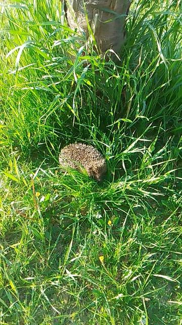 VID_20260420_071538.mp4