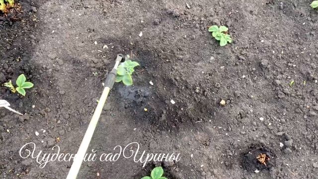 Весенняя обработка садовой земляники