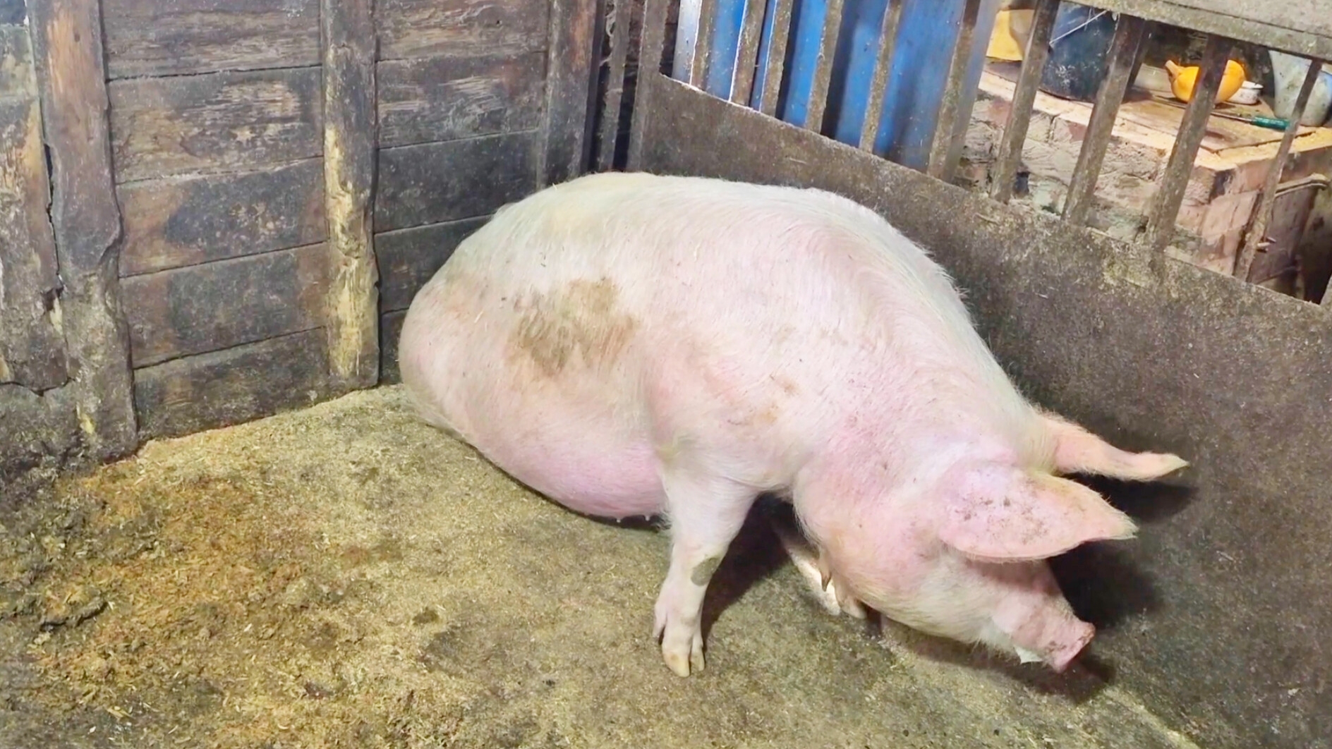 ДЕРЕВНЯ НА СВЯЗИ,БУДУТ ЛИ ПОРОСЯТА ?ЧТО БЫ ПРОДАТЬ ЗА ХОРОШУЮ ЦЕНУ НУЖНО ВЫРАСТИТЬ