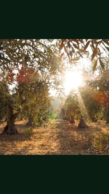 #сад #плодовыйсад #ландшафтныйдизайн #экология #огород #пейзаж