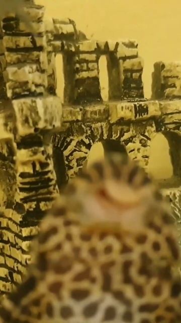 Поющая  рыба