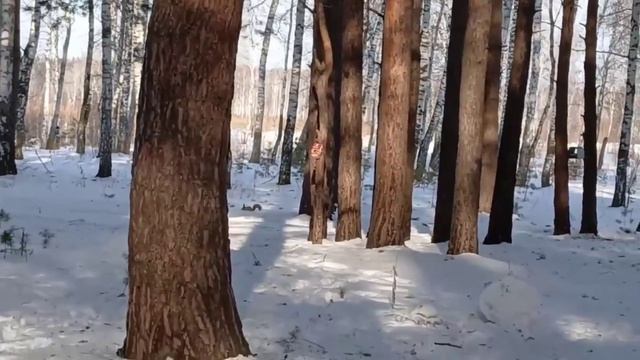 Чудо-красавица. Встреча в лесу.