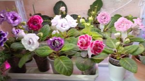 орхидеи ростят цветоносы 😊трава для котика 🐱, солнечный хороший вечер 🌺🌱