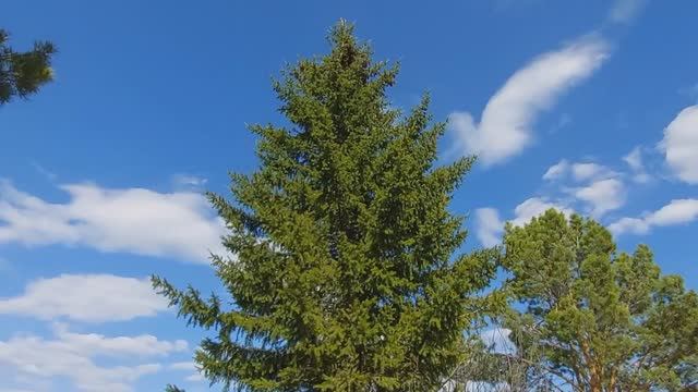 Прогулка по заброшенному СНТ
Выходной на даче☺️19.04.26.