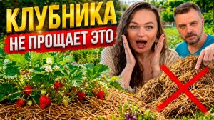 КЛУБНИКА НЕ ПРОЩАЕТ ЭТУ ОШИБКУ