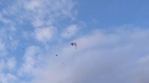 Подъёмчик в свежий ветер. Олег Костяков