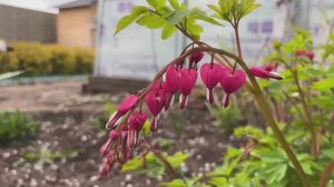 Пора. Высаживаю помидоры.