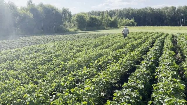 Окучиваем картофель на целине июнь-июль 2025 года