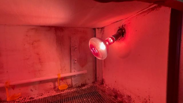 Устройство моего брудера.