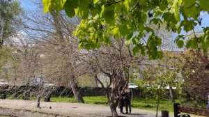 ГОРОДСКОЙ САД.  Приглашаю на прогулку!