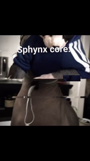 😼 Sphynx Edit. ⚡What Is The Best Cat Breed?🌞 #shorts