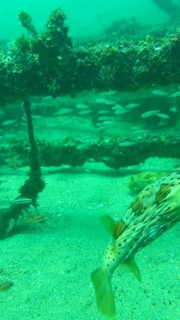 Прохладная вода,  вокруг. 🌊 Дайвинг в La Caletas дарит особые ощущения — освежающая температура
