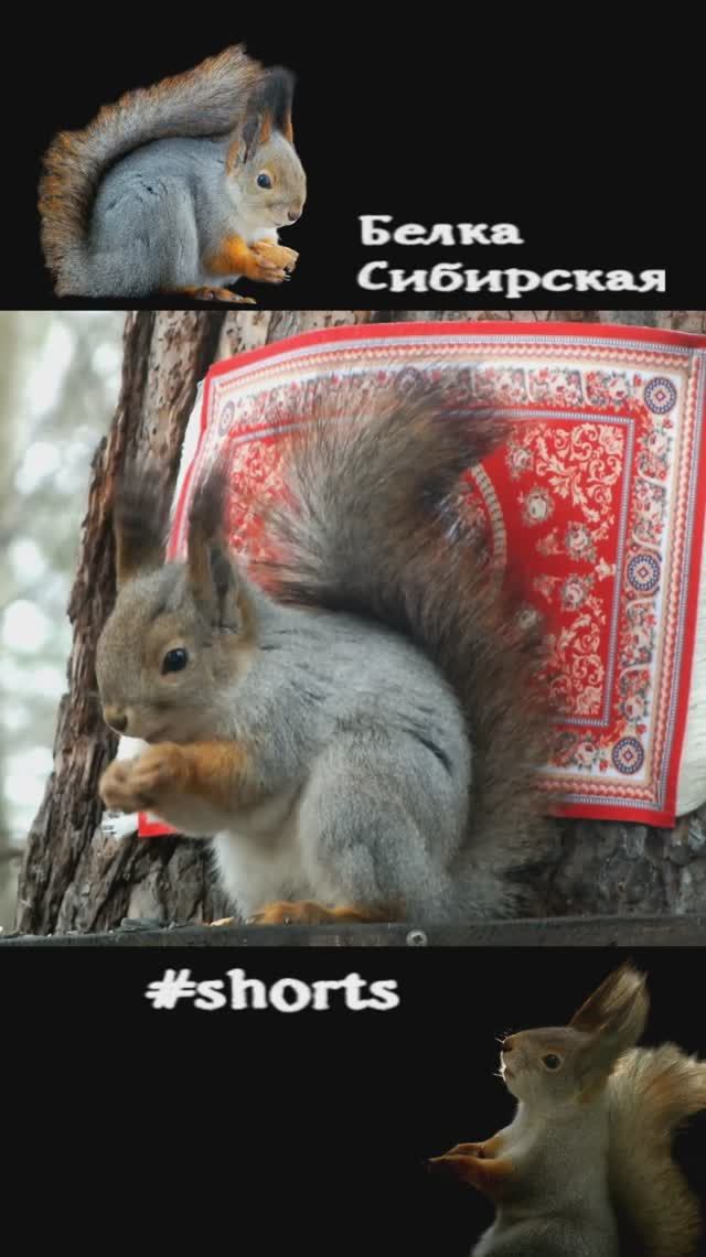 Белка на кормушке у ковра