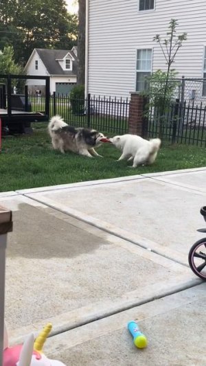dogs
