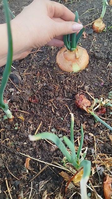 Больше урожая лука с большой головки