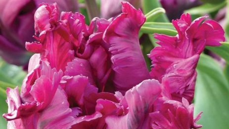 Тюлпан Negrita Parrot🌷