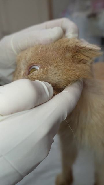 Желтопузик почти здоров!