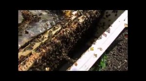 весеннее расширение пчелосемей одной вощиной, без использовании суши - часть 1 ( видео из архива )