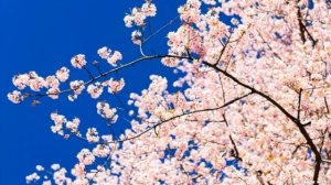 СНИПЕТ УЖАС БАБАЙКА