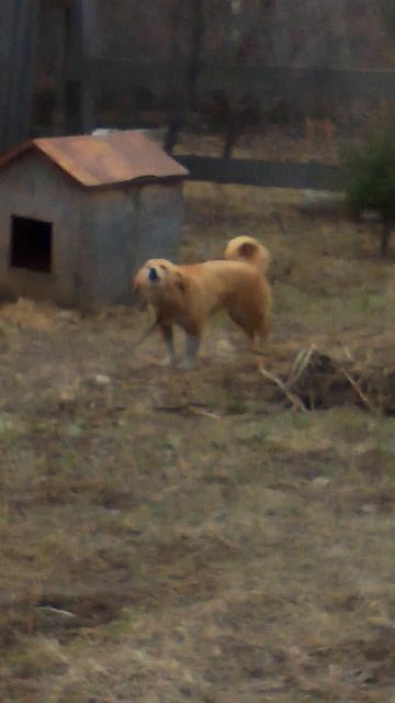 Пёсель по имени Дроссель