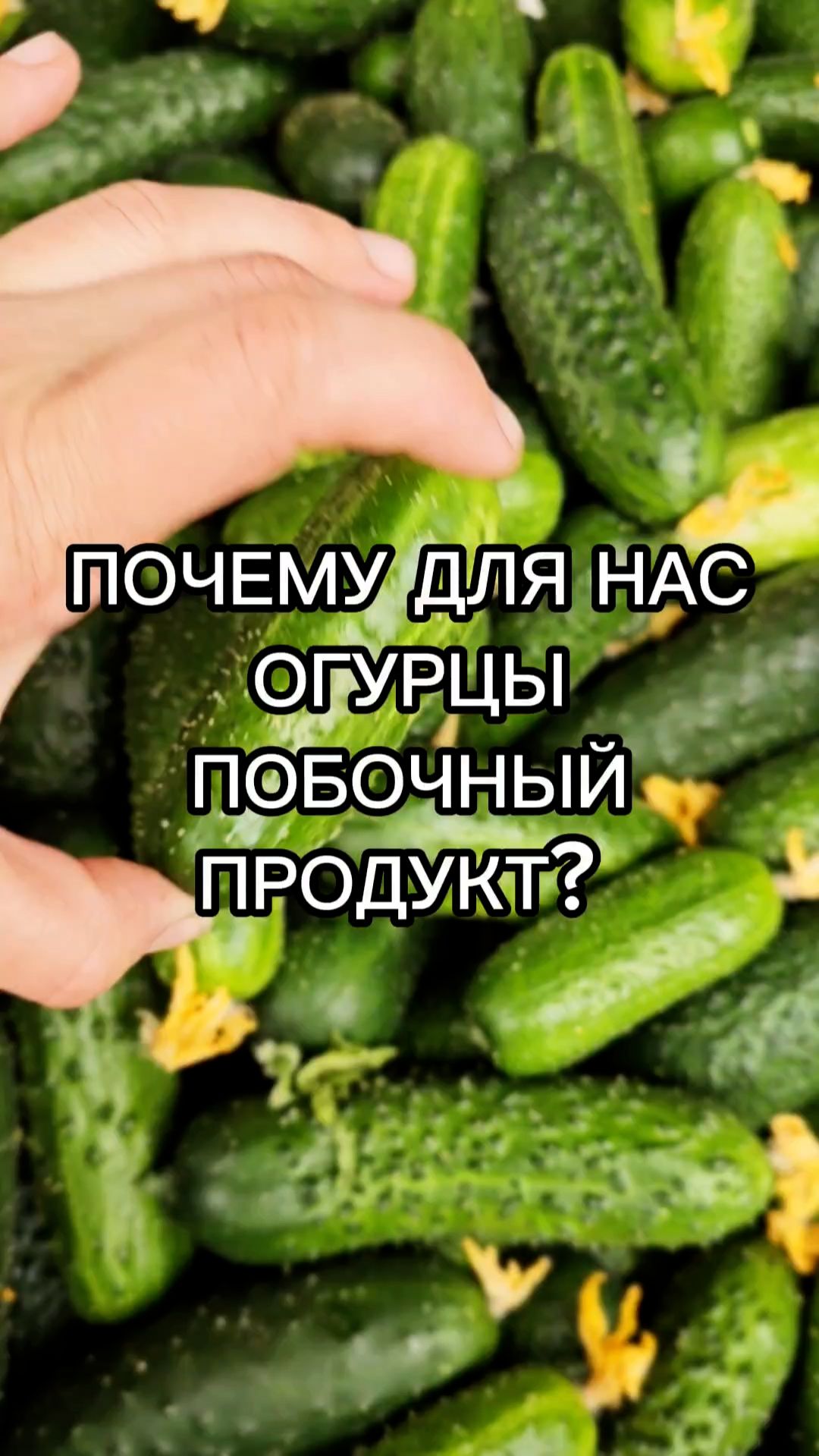 Как и для чего мы выращиваем огурцы в селекционной теплице?