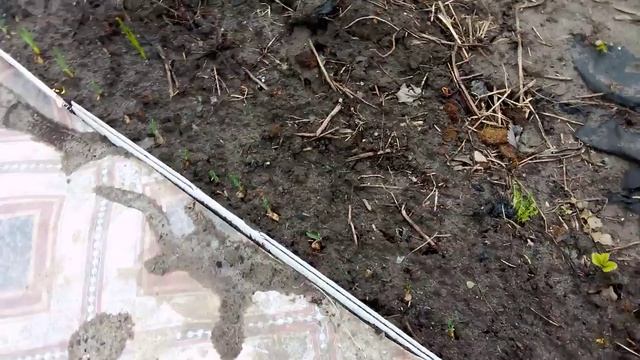 Ночные заморозки. Спасаю викторию.