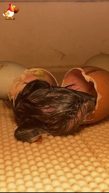 Рождение цыпленка за 1 минуту в инкубаторе вар.15