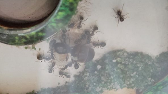 Как живут мои муравьи спустя 7 месяцев!!!!!