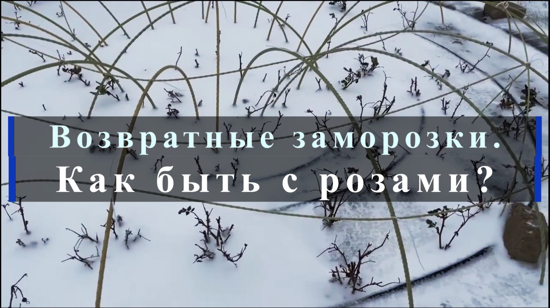 Возвратные заморозки. Как быть с розами?