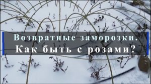 Возвратные заморозки. Как быть с розами?