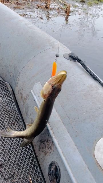 Весенняя рыбалка на спиннинг (малые реки России)