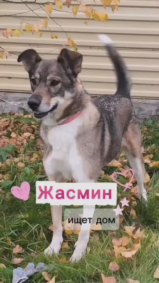 🐾Когда-то симпатичным щенком ЖАСМИН уехала домой