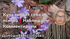 1 часть. Куча вводит себя в психоз❗️Наблюдаем❗️Комментируем❗️