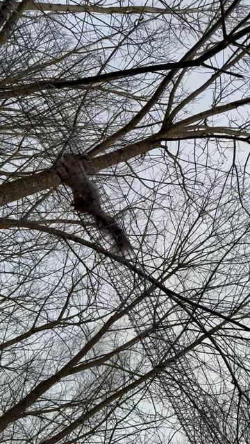 Белка – ТРЕНЕР! The Squirrel Is The TRAINER!