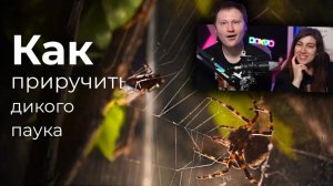 МЫ СДЕЛАЛИ ТЕРРАРИУМ И ПОСЕЛИЛИ ТУДА ГОЛОДНОГО ПАУКА _ РЕАКЦИЯ