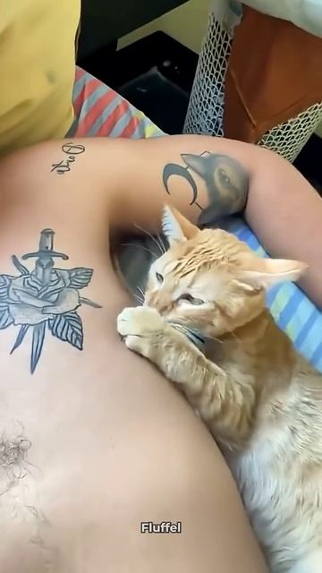 СМЕШНЫЕ КОТЫ 😺 2026 ЛУЧШИЕ ПРИКОЛЫ С КОТАМИ ,КОШКАМИ ,ЖИВОТНЫЕ,СМЕШНЫЕ ВИДЕО