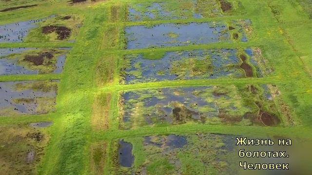 Жизнь на болотах. Человек