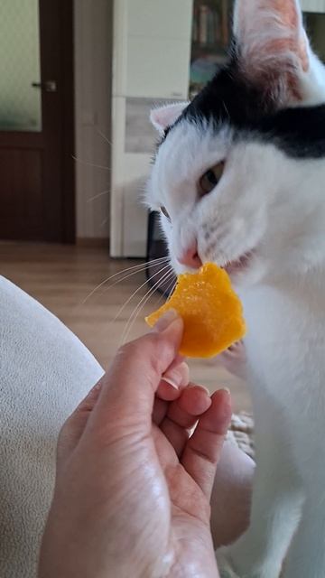 Роки ест манго сушеное