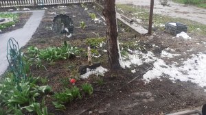 20.04.2026 Зима вернулась ненадолго (надеюсь).