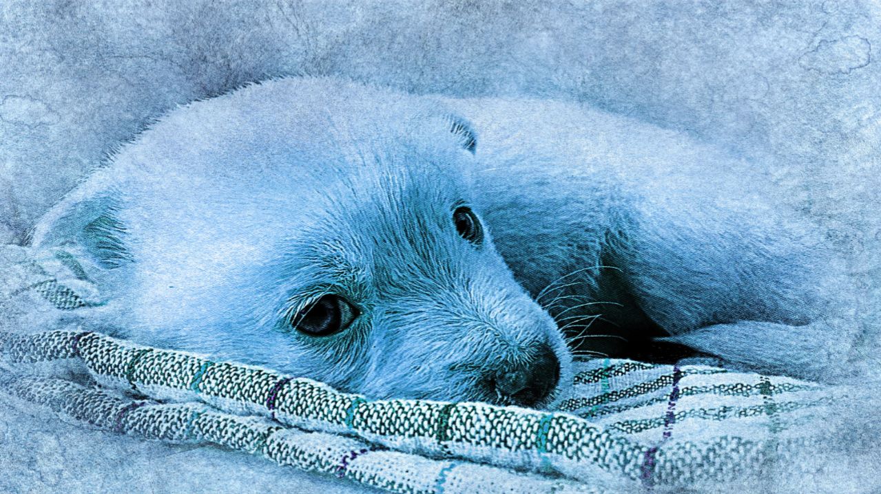 Анофриев Олег - Купи мне шарик ( Cover Савелий Долгобродский )