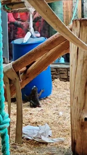 Пока папа не придет