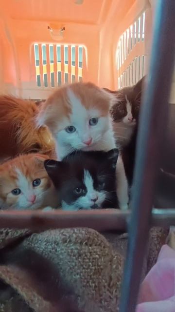 Друзья, кошечка с котятами в пути. Благодаря Вам, пять жизней едут в лучшую жизнь, где их обследуют,
