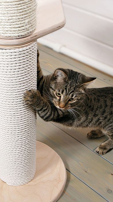 Сегодня расскажем вам про наши когтеточки🐾