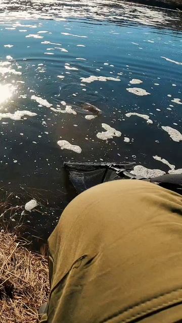 карась на спиннинг. трофейный мормышинг.