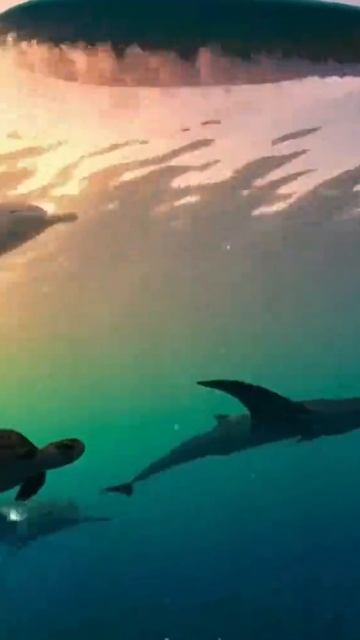 АРМИЯ Артикул на ВБ: 972898040 #pibble #chilldog #пибл #чилловаясобака #пиббл #собаканасерфе