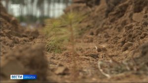 Регистрация на центральное мероприятие международной акции «Сад памяти» стартовала в Прибайкалье