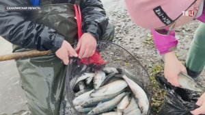 Жители Сахалина голыми руками собирают сельдь около берега
