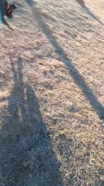 Воскресная прогулка с Багратионом, у реки #мой_мир_поморье #дратхаар #собака